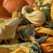 Gourds and pumpkins by Karissa Krenz