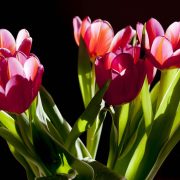 Tulips by Pixabay