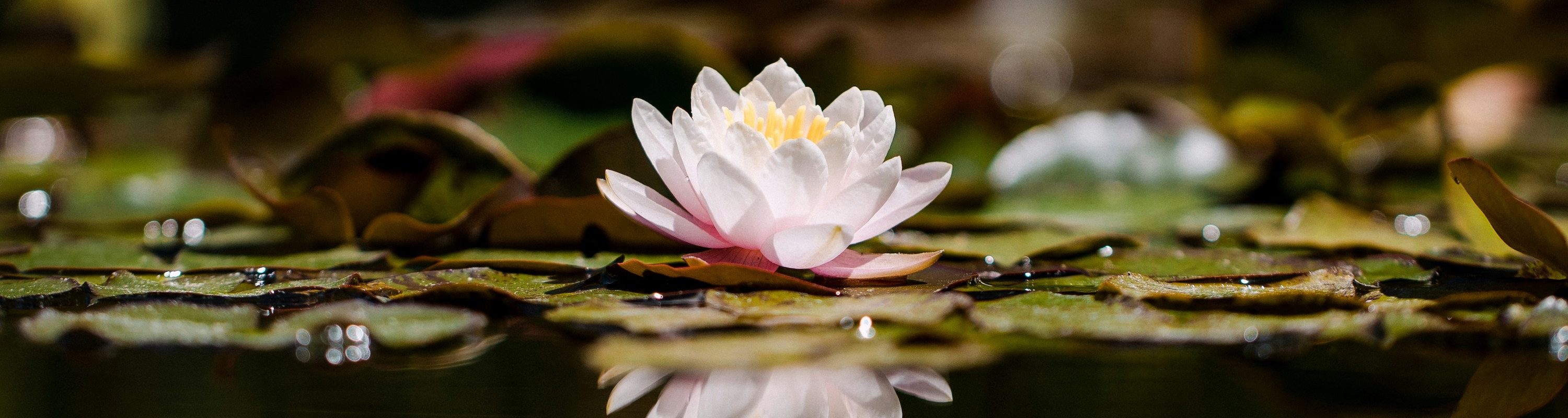 Lotus flower by Jason Leung