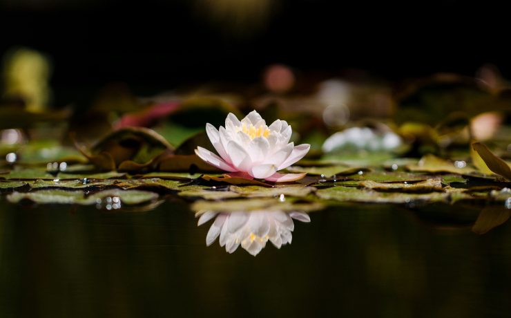 Lotus flower by Jason Leung