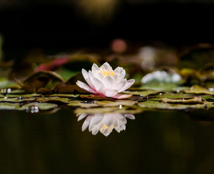 Lotus flower by Jason Leung